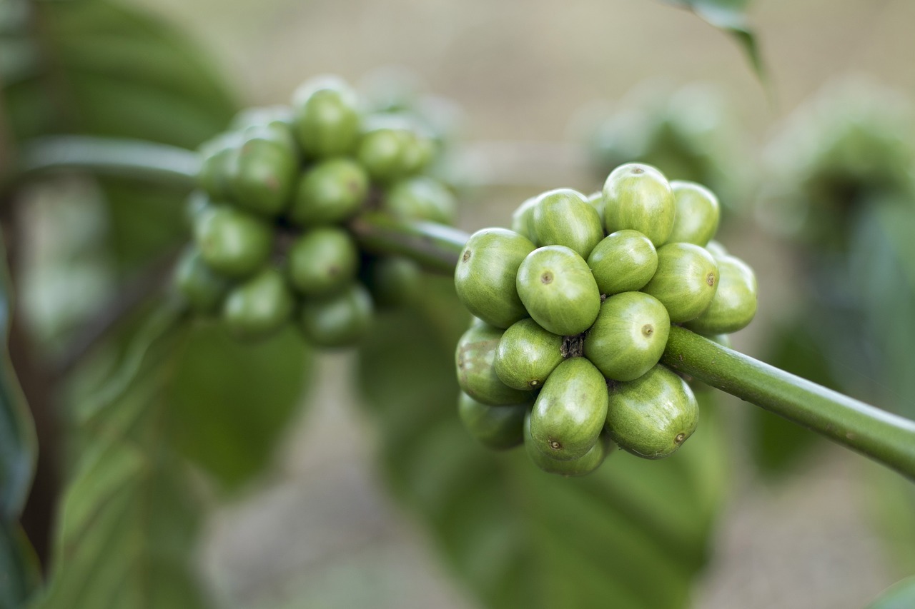 zelená káva na chudnutie, Zelená káva na chudnutie: ako funguje? Je účinná?