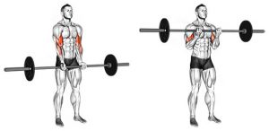 biceps, TOP 10 cvičení na zväčšenie biceps svalov